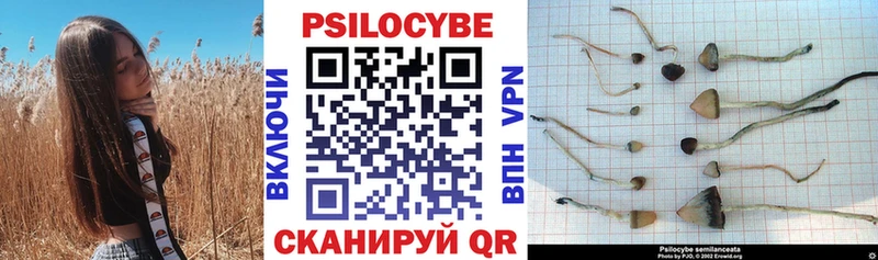 Псилоцибиновые грибы Psilocybe  Аркадак 